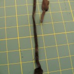 cord with tabs